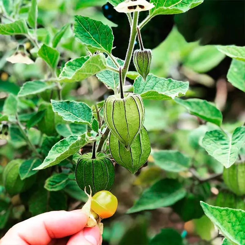 Huerta ecológica de La Casa del Duende, imagen 1