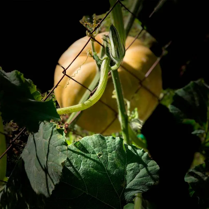 Huerta ecológica de La Casa del Duende, imagen 4