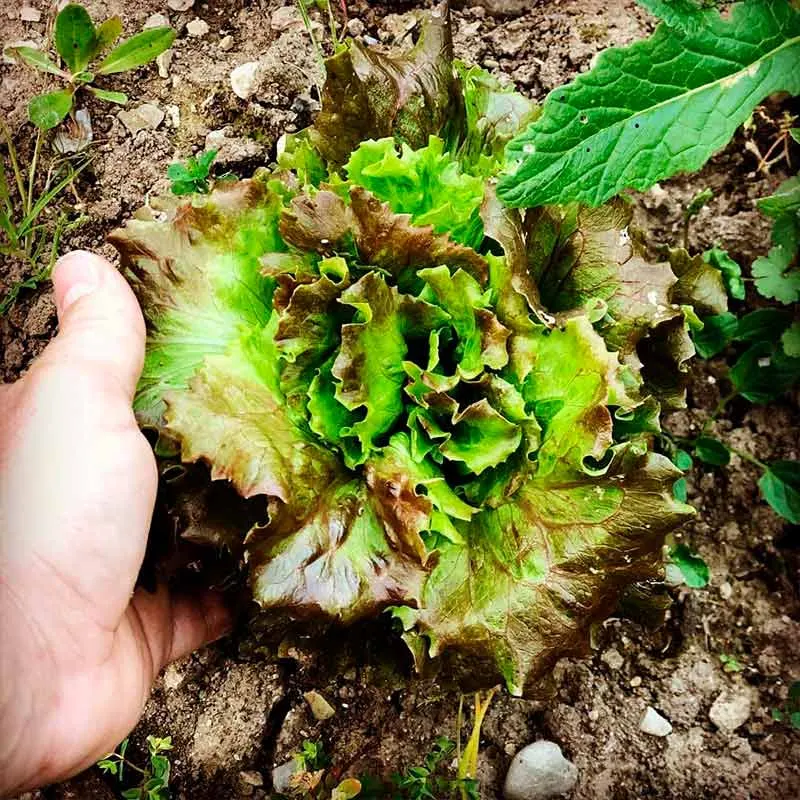 Huerta ecológica de La Casa del Duende, imagen 5