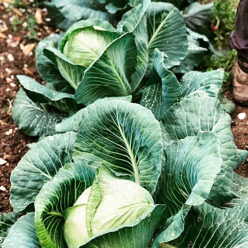 Huerta ecológica de La Casa del Duende, imagen 6