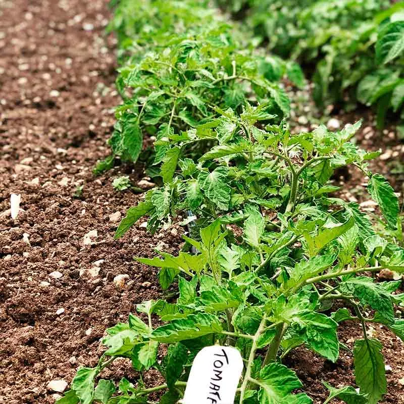 Huerta ecológica de La Casa del Duende, imagen 7