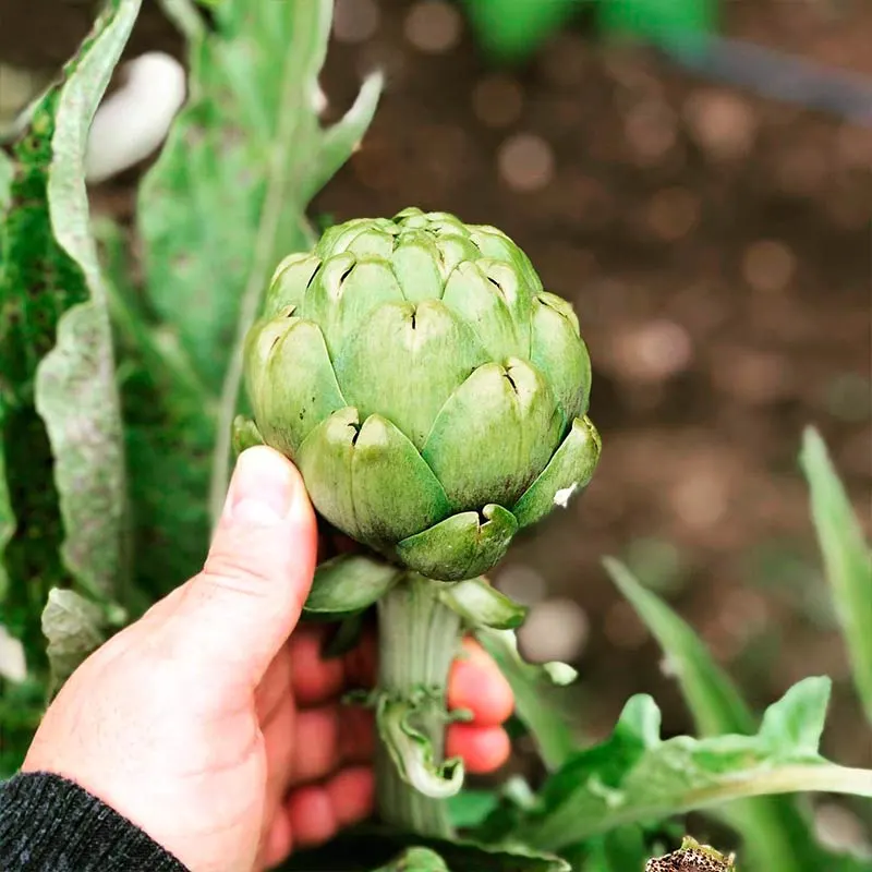 Huerta ecológica de La Casa del Duende, imagen 3
